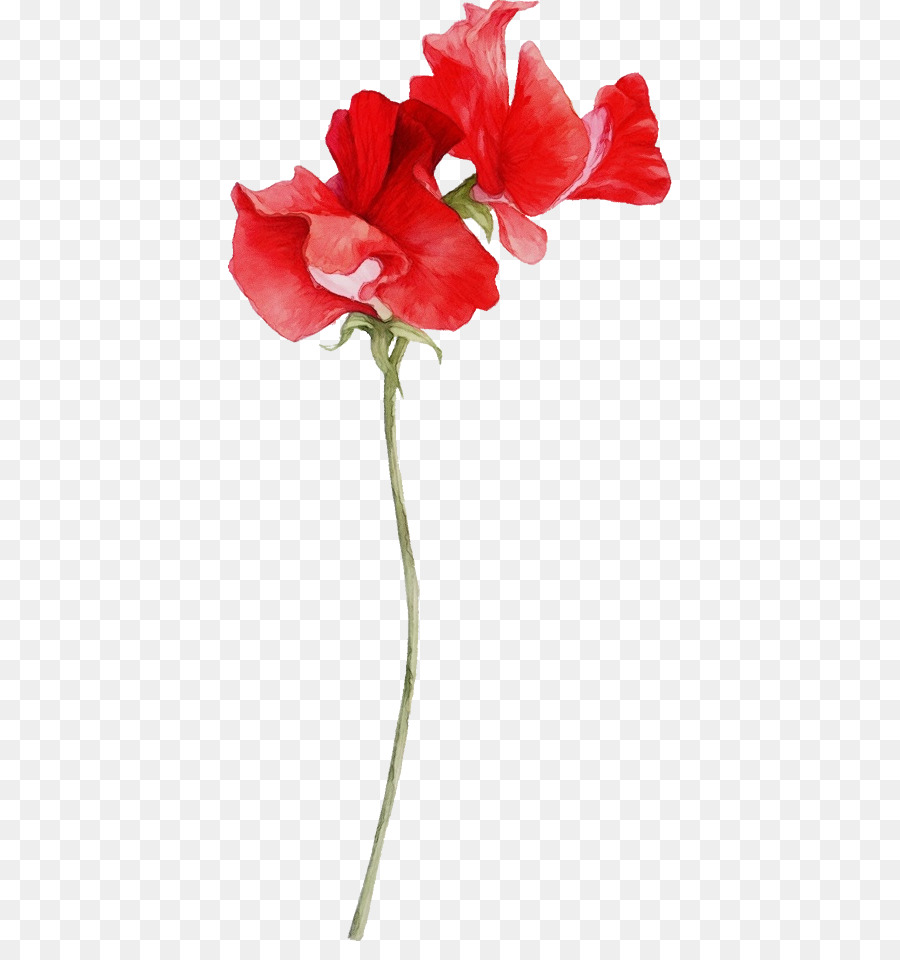 Fleur Rouge，Fleur PNG