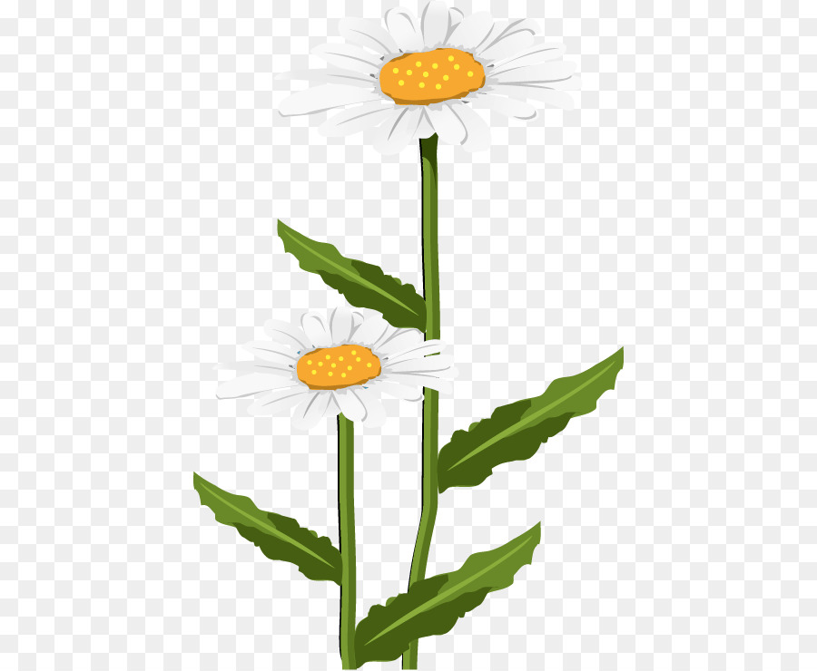 Mayweed，La Camomille PNG