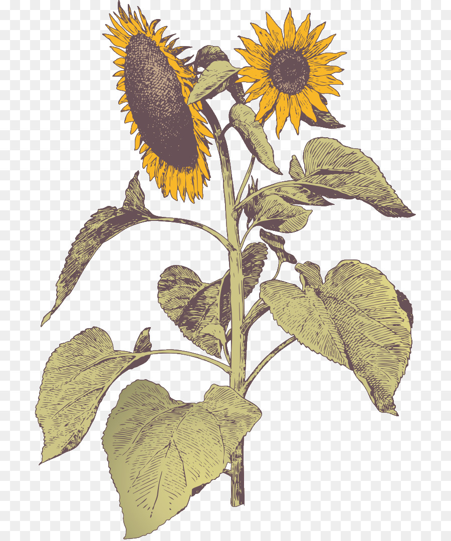 Tournesols，Tournesol PNG