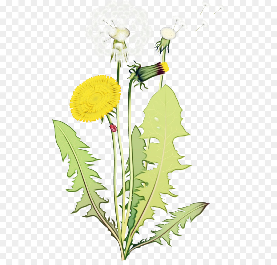 Fleur，Pissenlit PNG