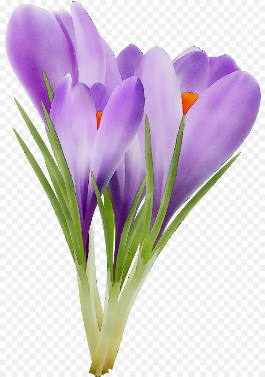 Fleur，Crétois Crocus PNG
