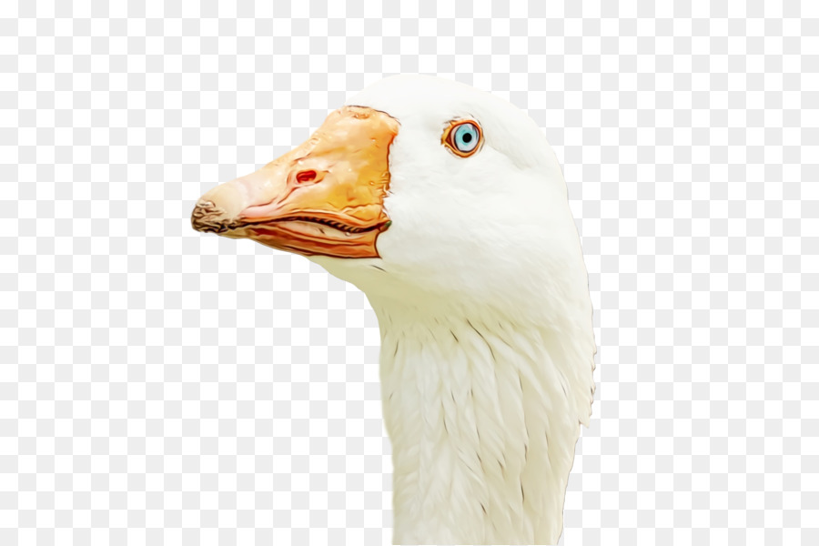 Canard，Tête PNG