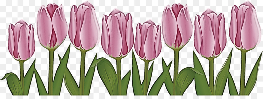 Fleur，Tulipe PNG
