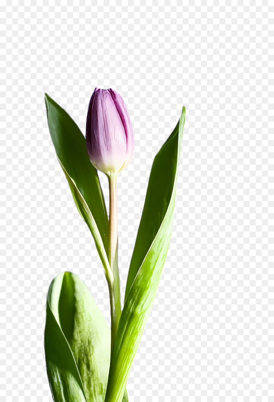 Fleur，Plante PNG