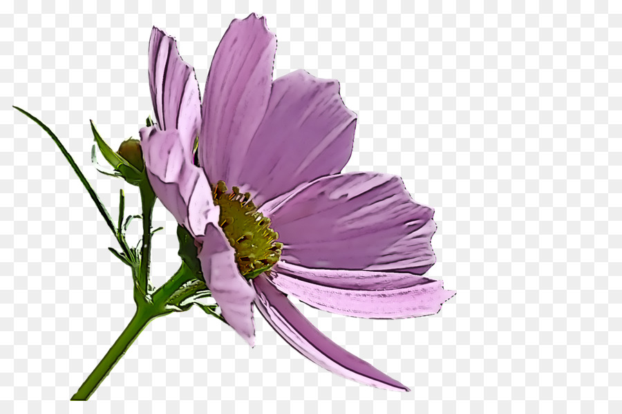 Fleurs Violettes，Feuilles PNG