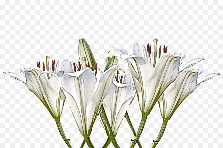 Blanc，Fleur PNG