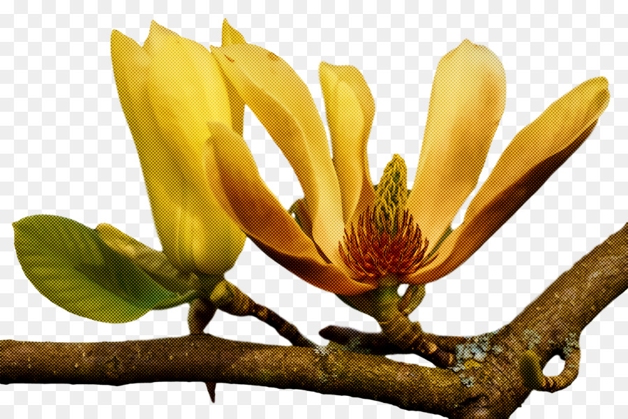 Fleur，Tulipier PNG