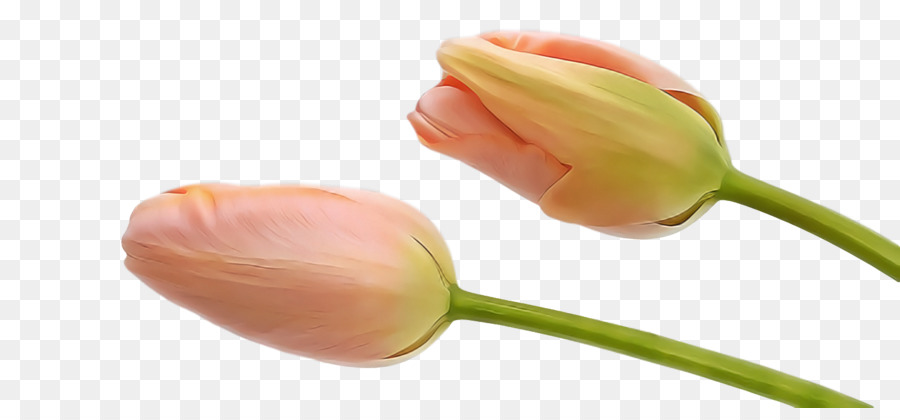 Bud，Plante PNG