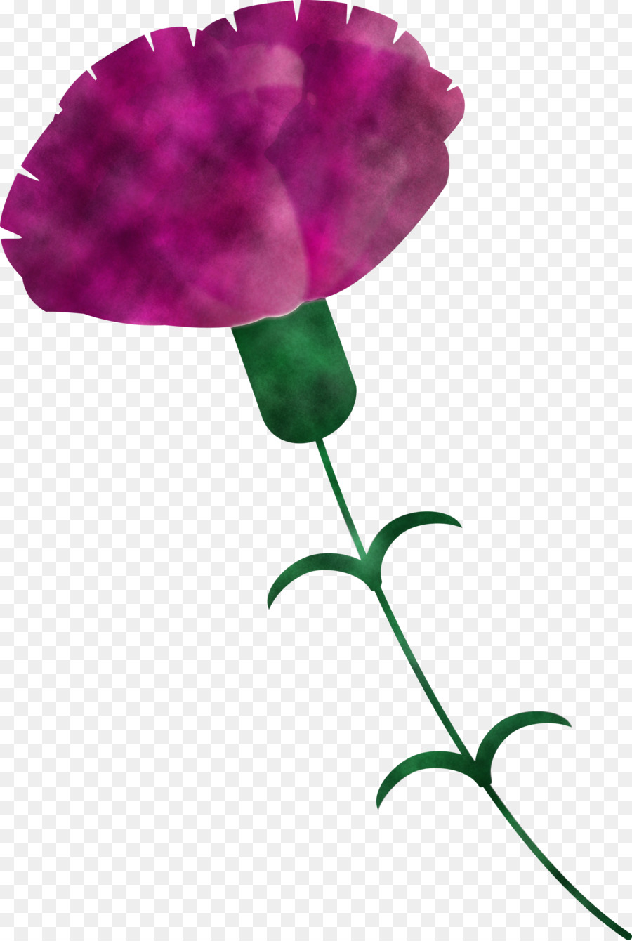 Rose，Violet PNG