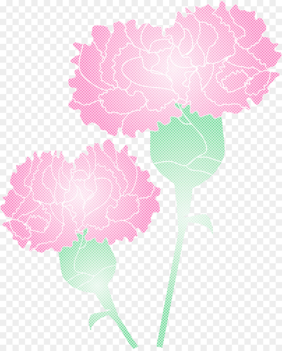 œillets，Fleurs PNG