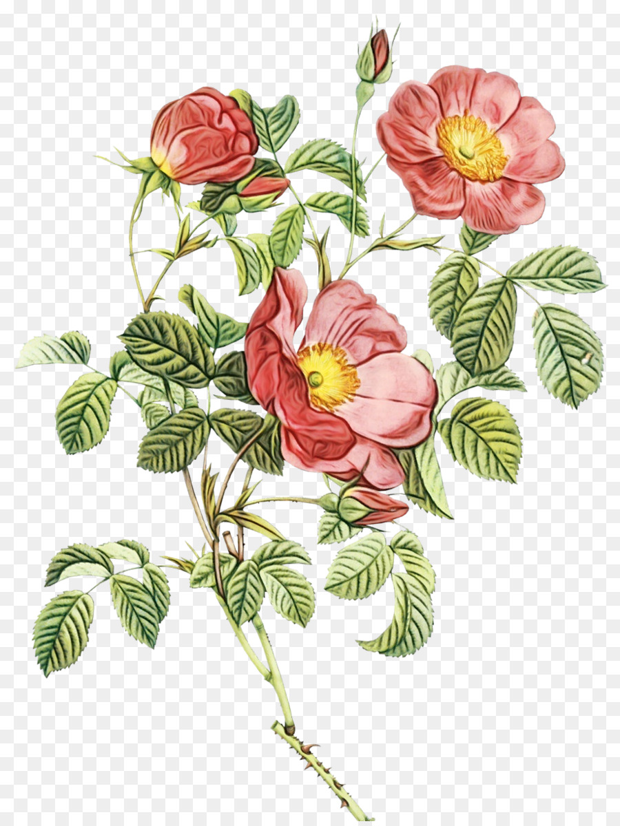 Bouquet Fleuri，Roses PNG