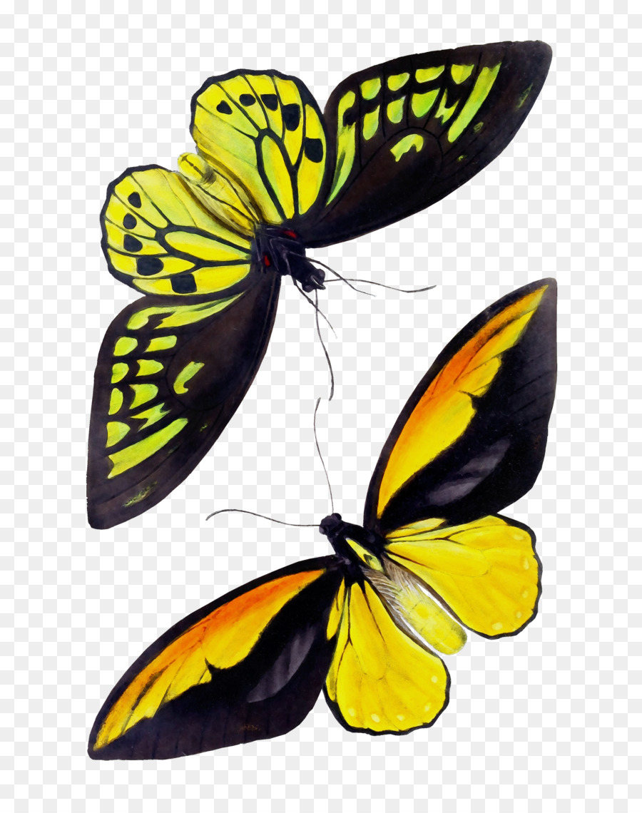 Les Papillons Et Les Papillons，Papillon PNG