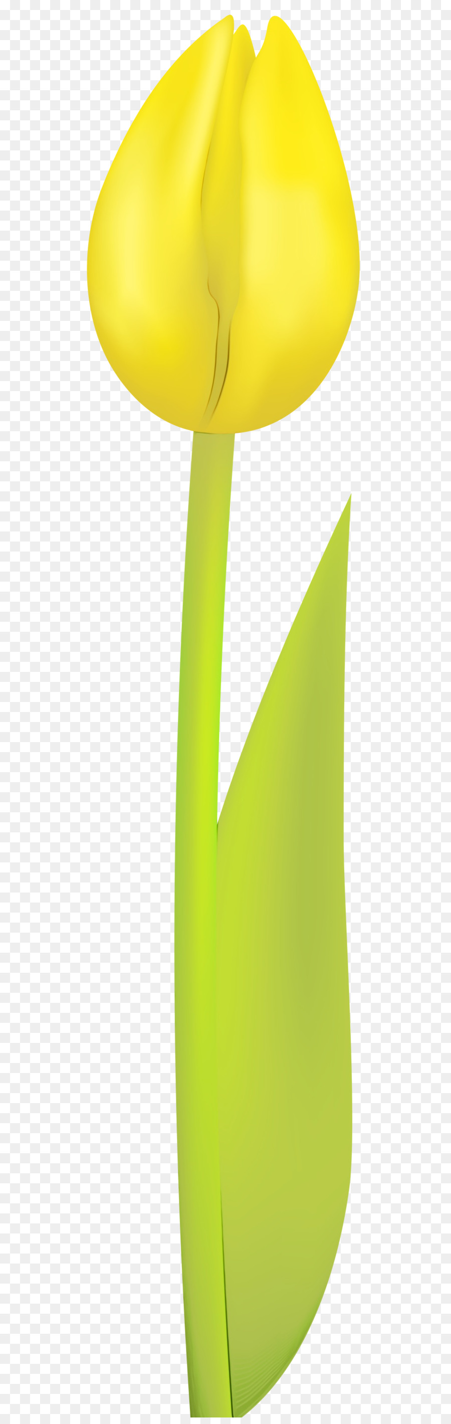 Jaune，Vert PNG