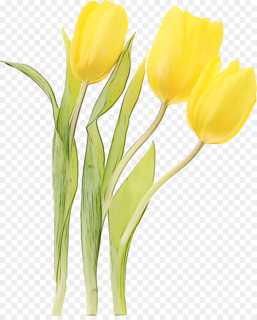 Fleurs Jaunes，Bourgeons PNG