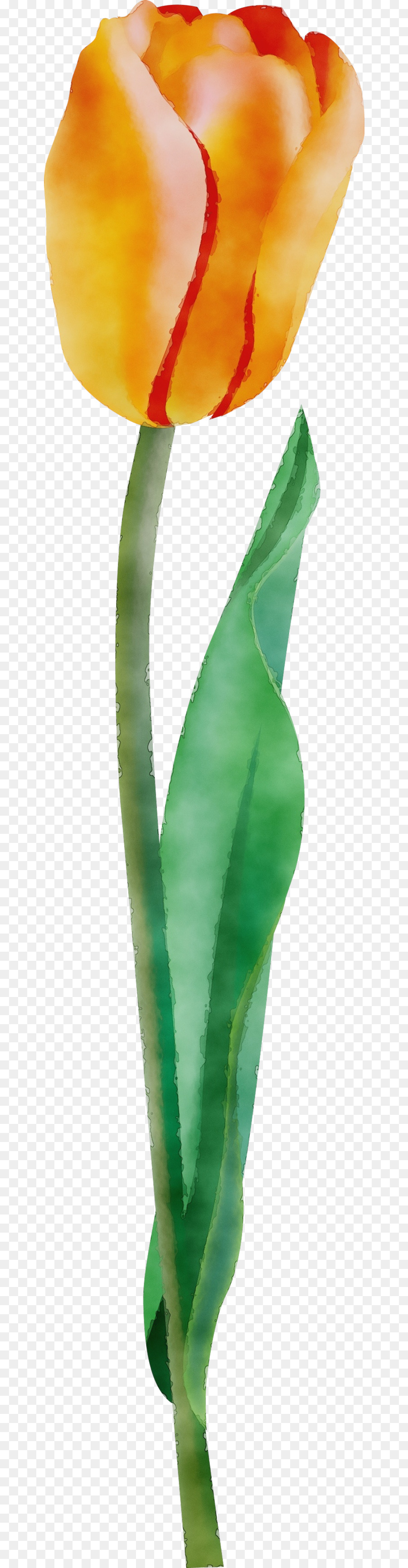 Vert，Feuille PNG