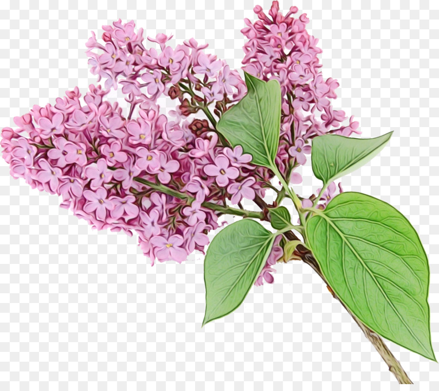 Fleur，Lilas PNG