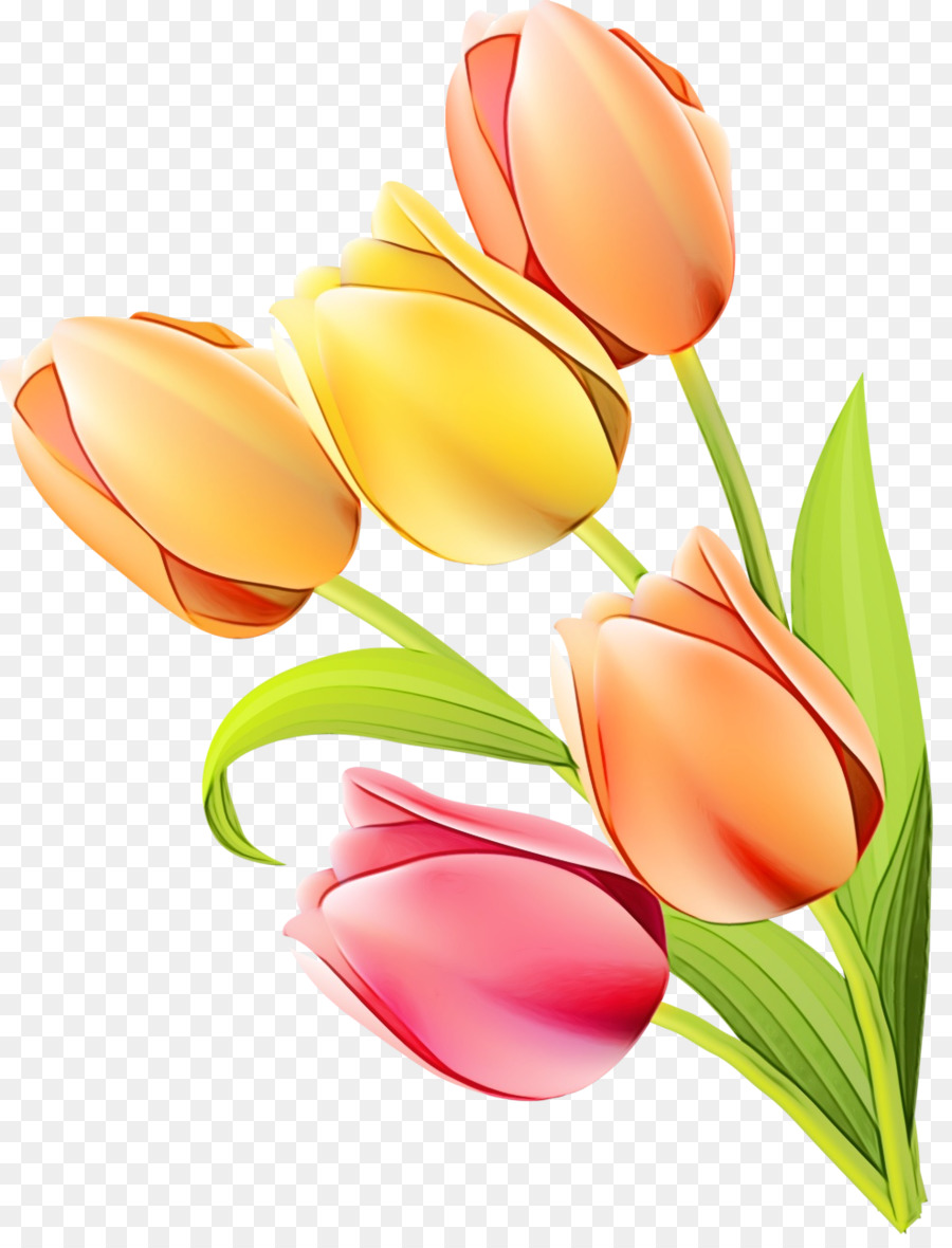 Tulipes Rouges Et Blanches，Floraison PNG