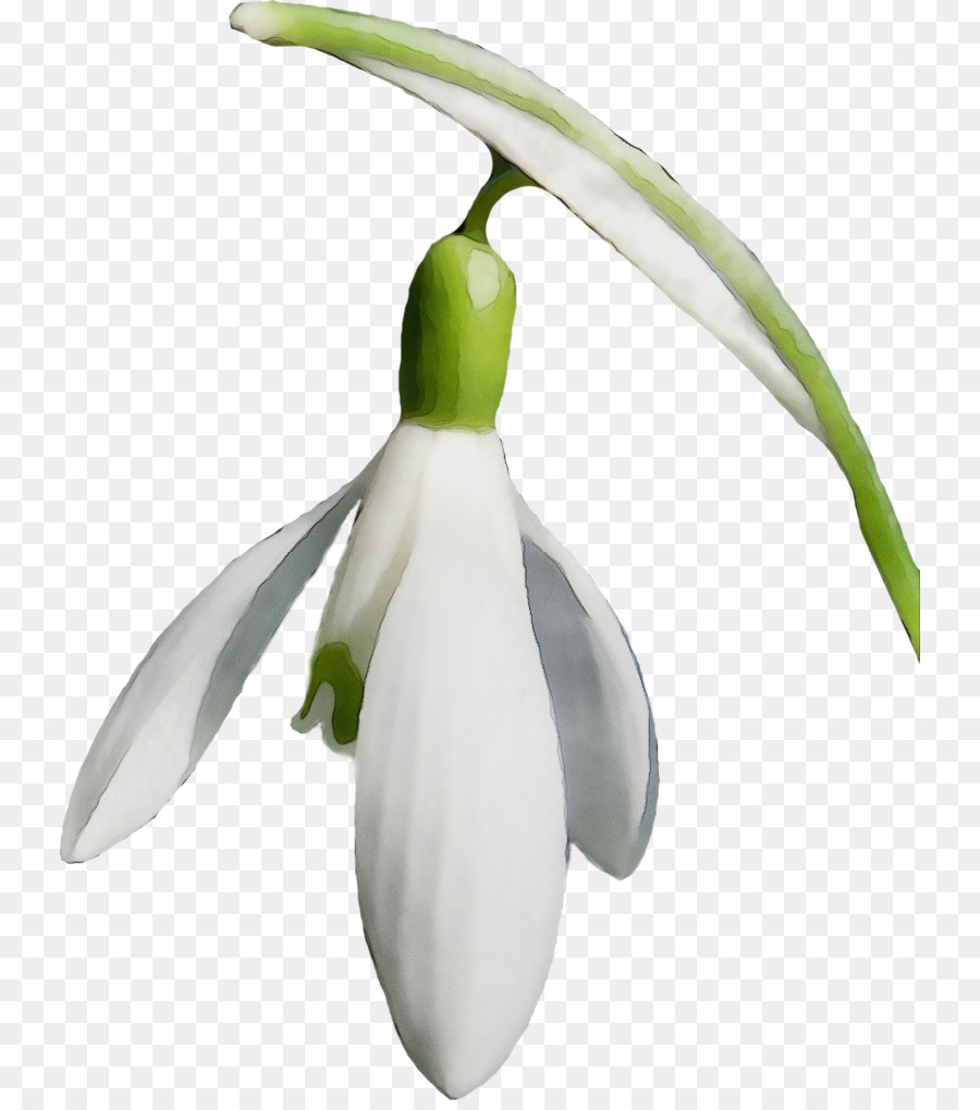 Fleur De Perce Neige，Usine PNG