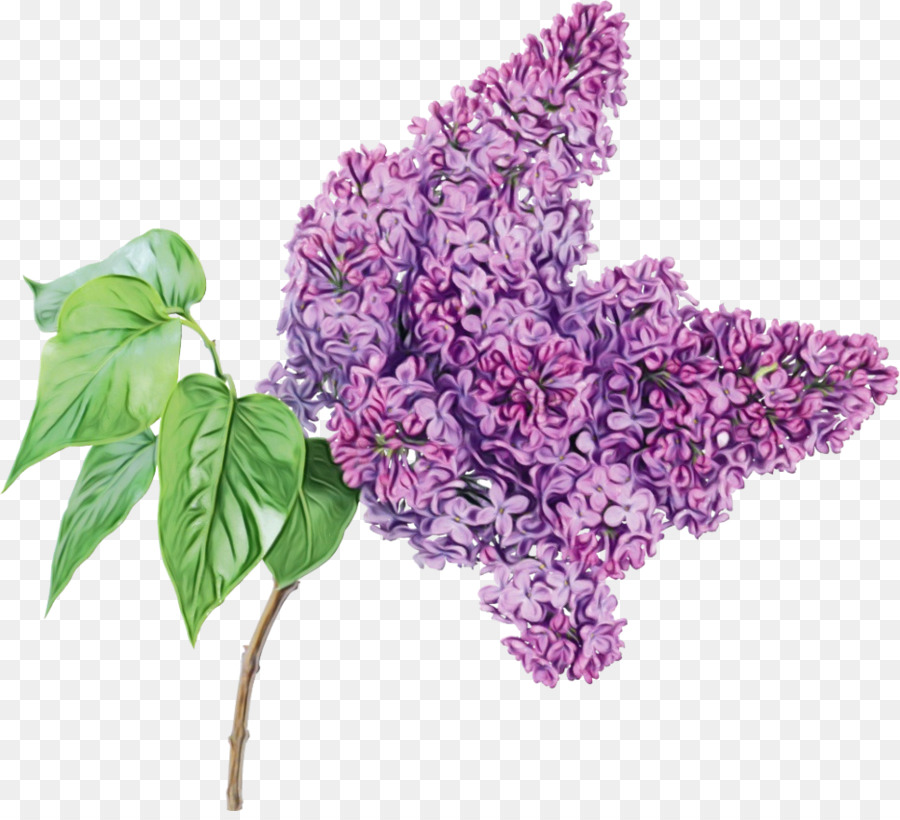 Fleur Violette，Fleurir PNG