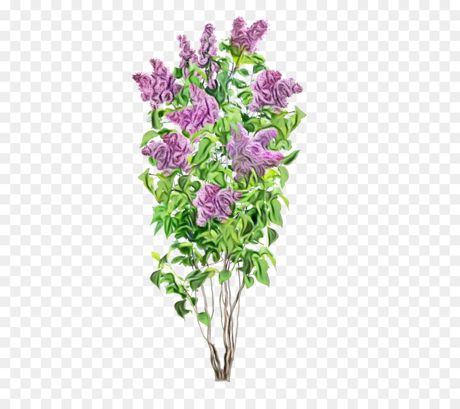 Fleur Violette，Fleur PNG