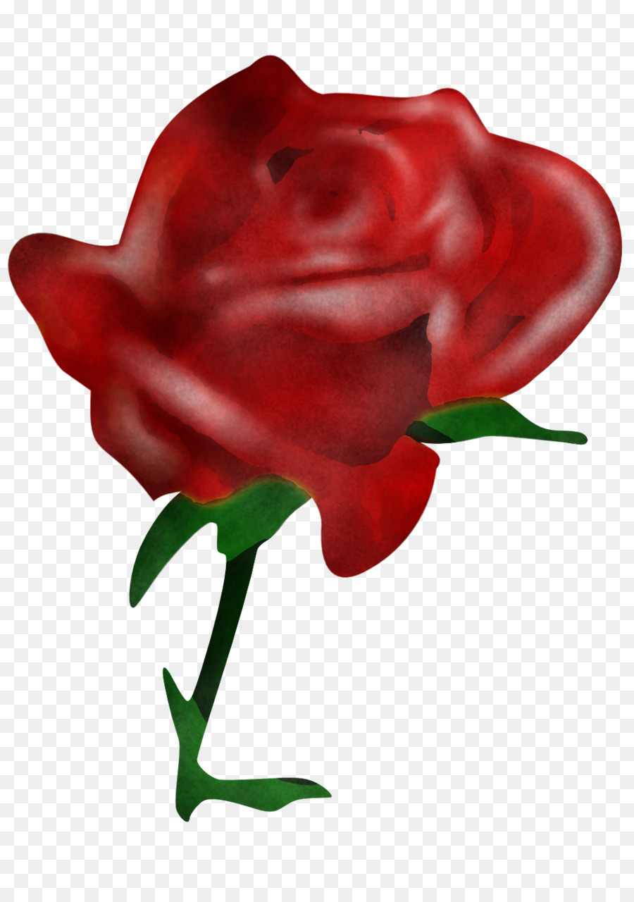Rouge，Les Roses De Jardin PNG