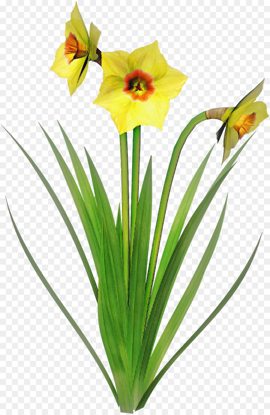 Fleur Jaune，Usine PNG