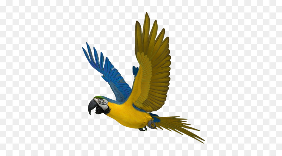 Oiseau，Ara PNG