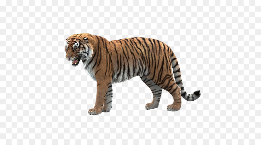 Tigre，Tigre Du Bengale PNG