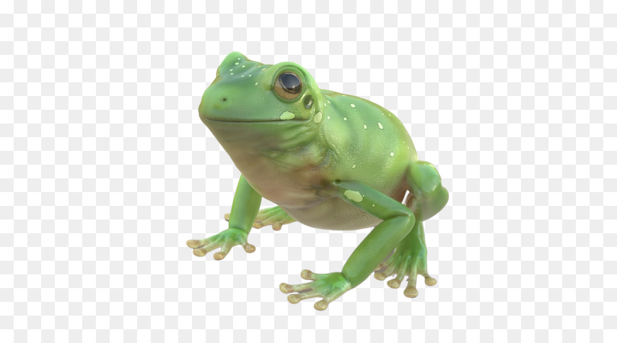 Grenouille Verte，Grenouille PNG