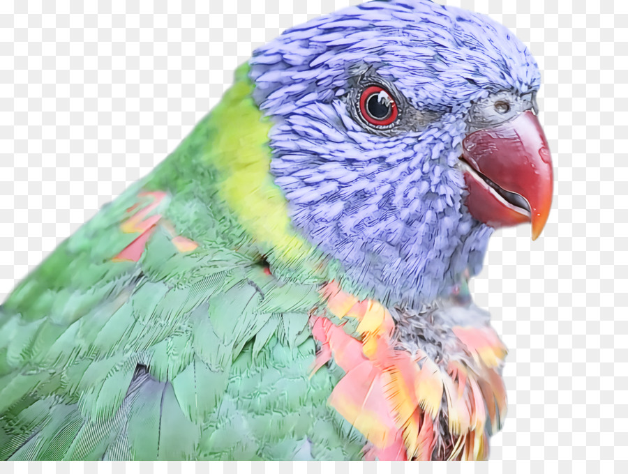 Oiseau，Perruche PNG