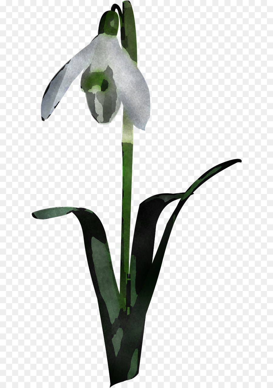 Fleur，Plante PNG