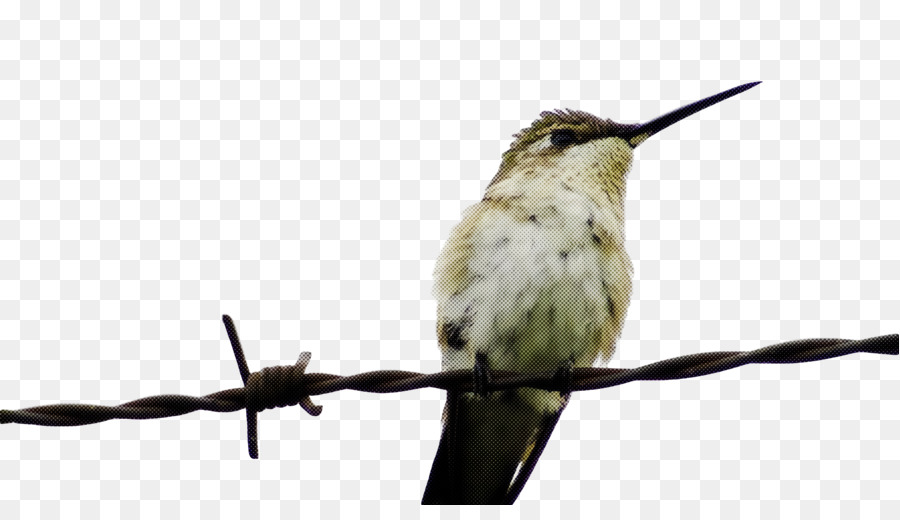 Oiseau，Colibri PNG