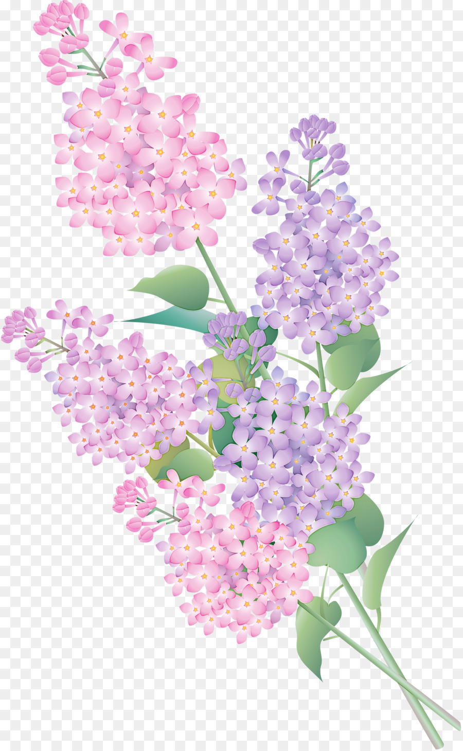 Fleurs Colorées，Rose PNG