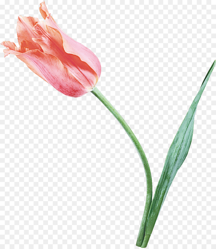 Fleur，Tulip PNG