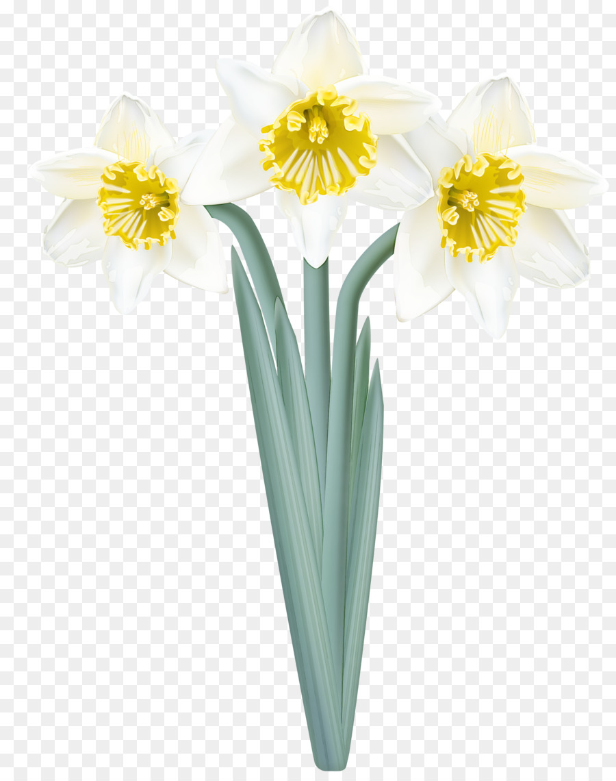 Fleur, Jaune, Narcisse PNG - Fleur, Jaune, Narcisse transparentes | PNG  gratuit