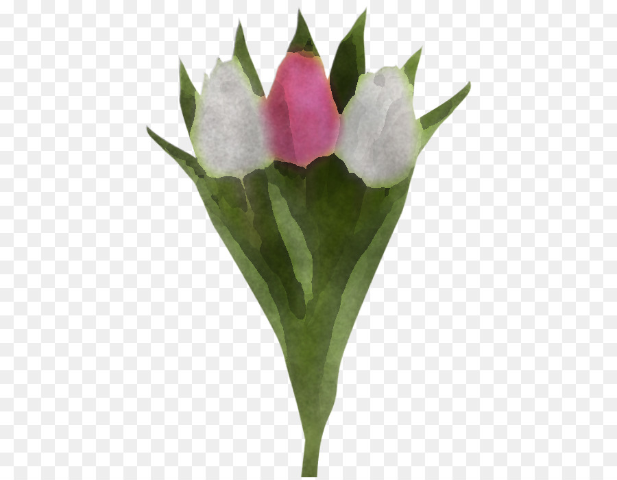 Fleur，Plante PNG