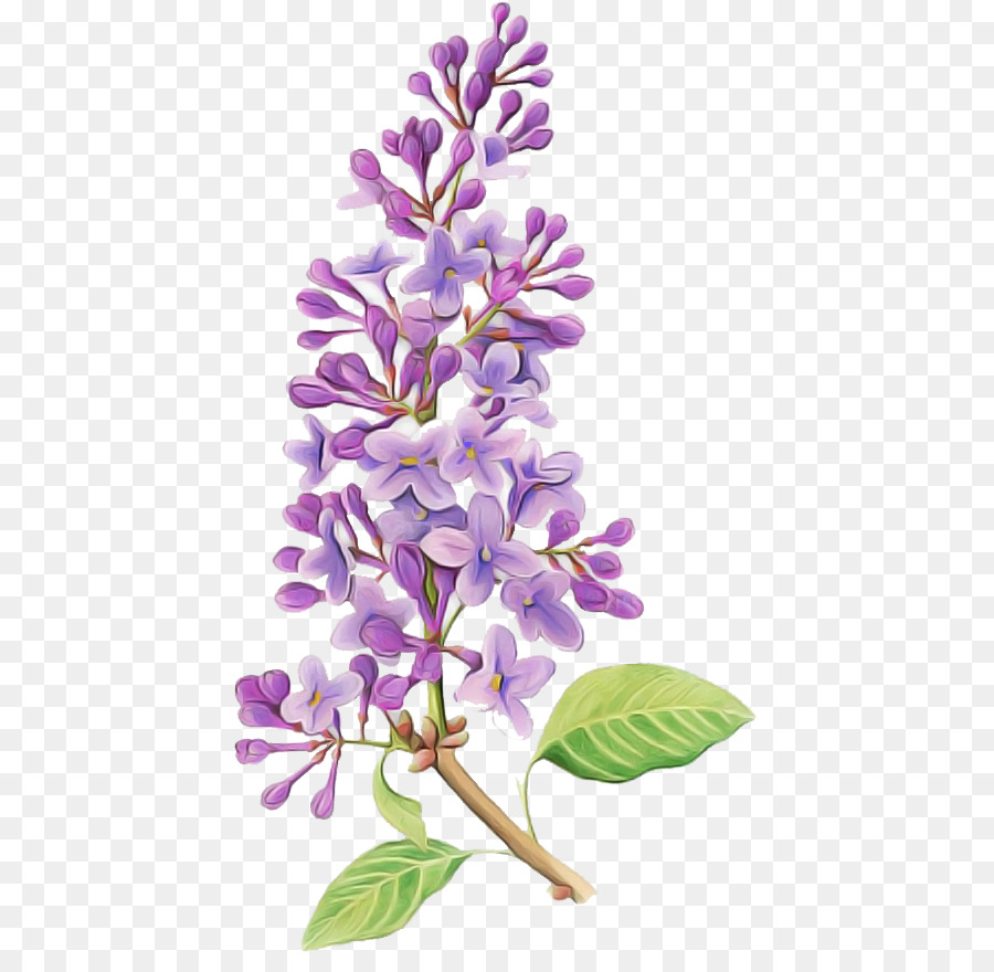 Fleur，Lilas PNG