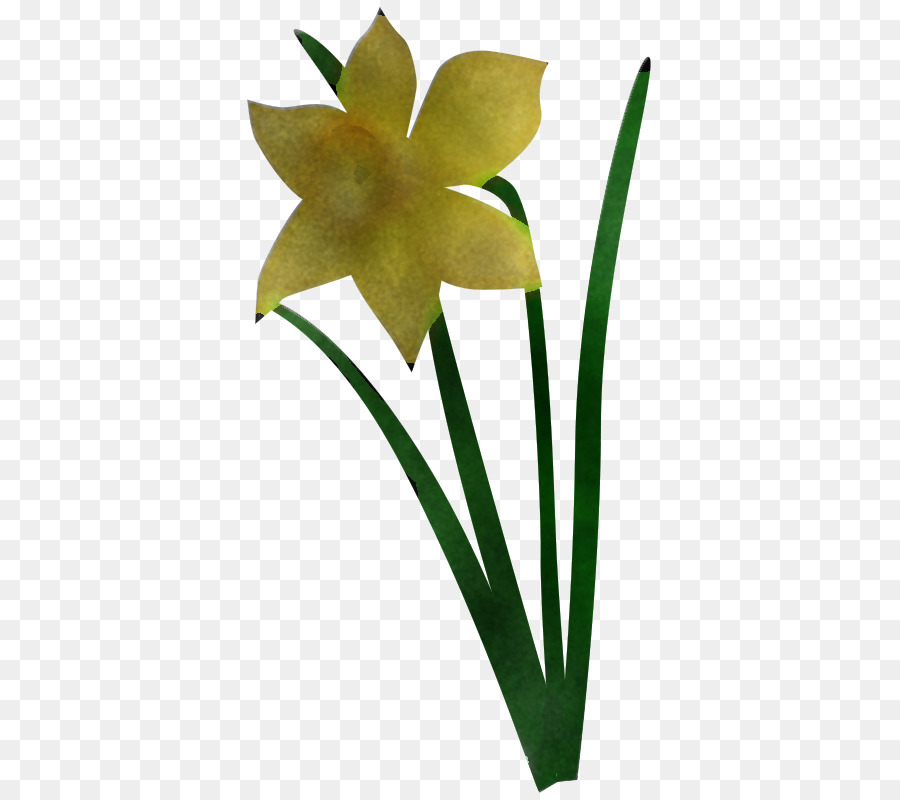 Fleur，Plante PNG