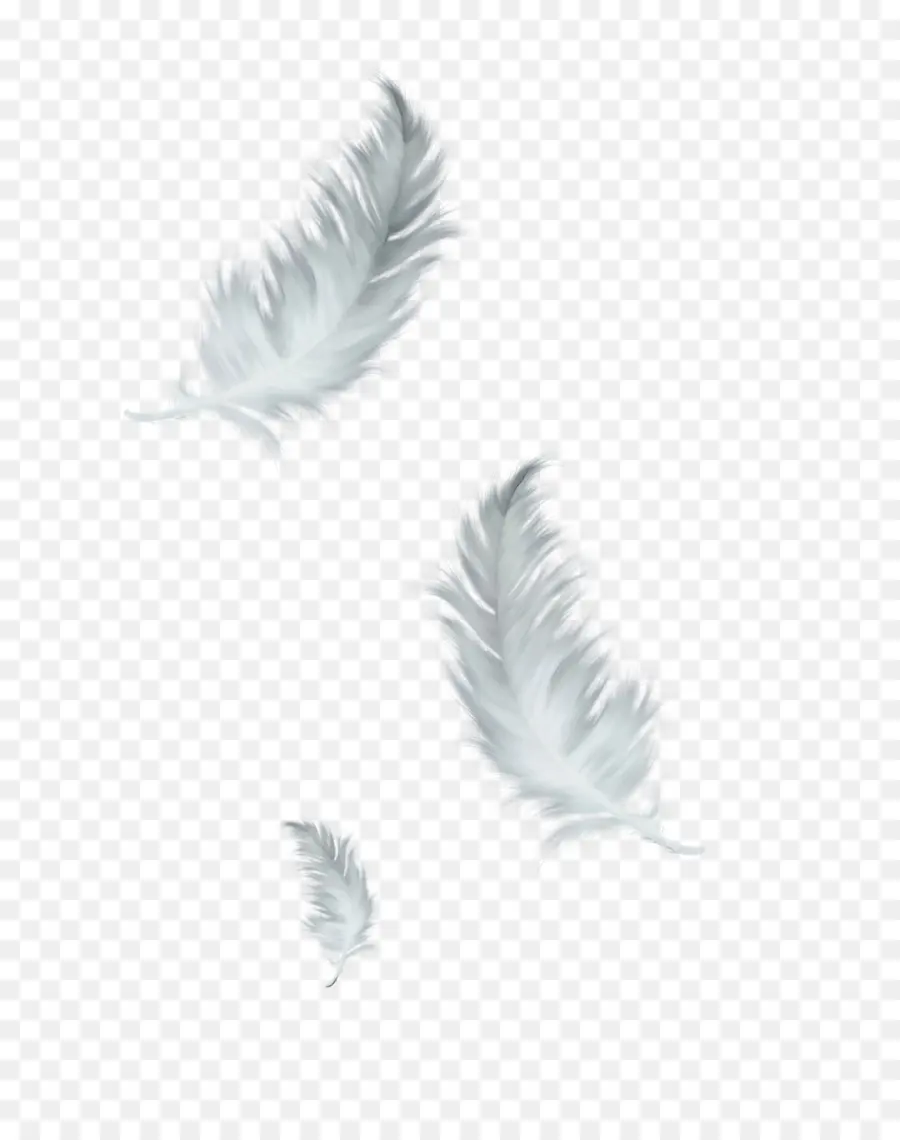 Plume，Blanc PNG