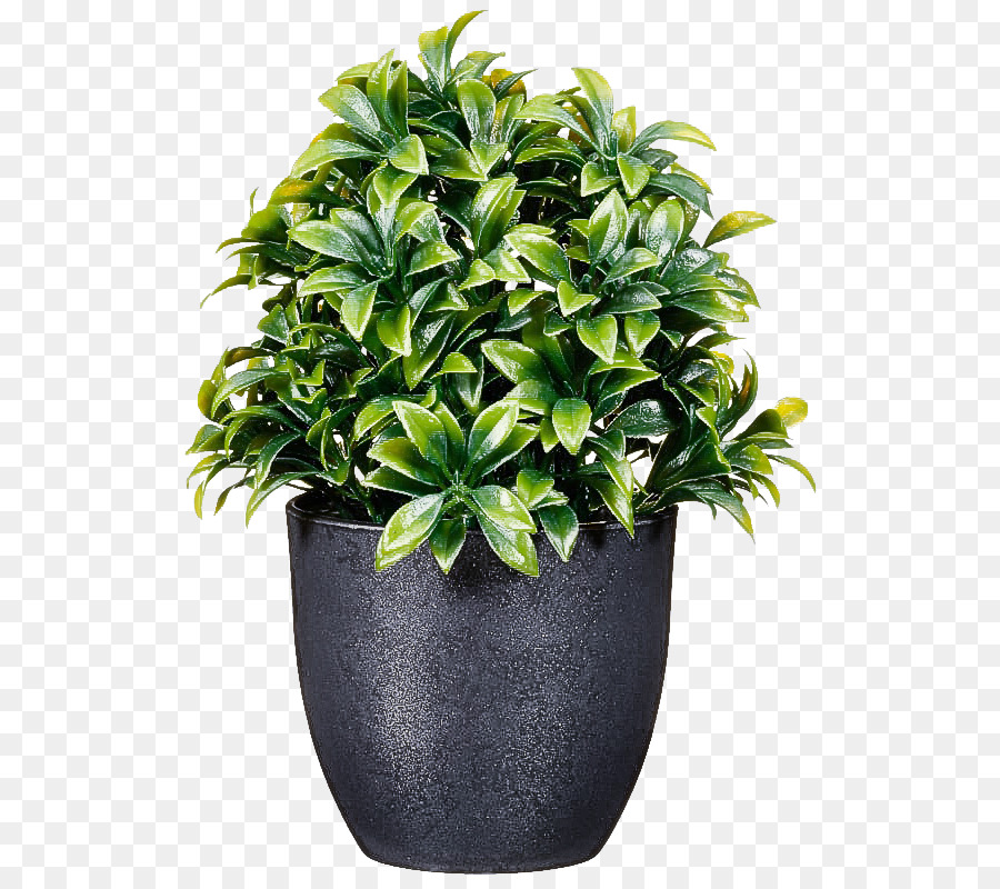 Fleur，Flowerpot PNG