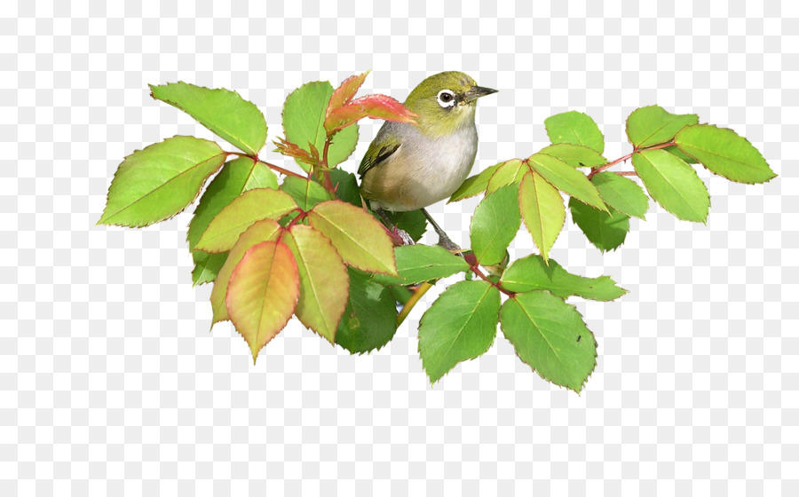 Oiseau Sur Branche，Feuilles PNG