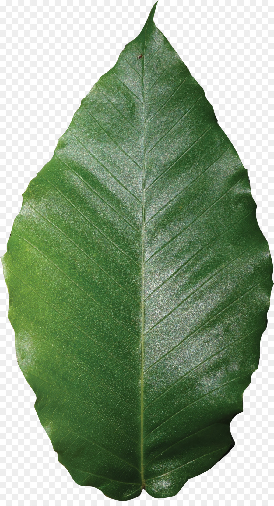 Feuille Verte，Usine PNG