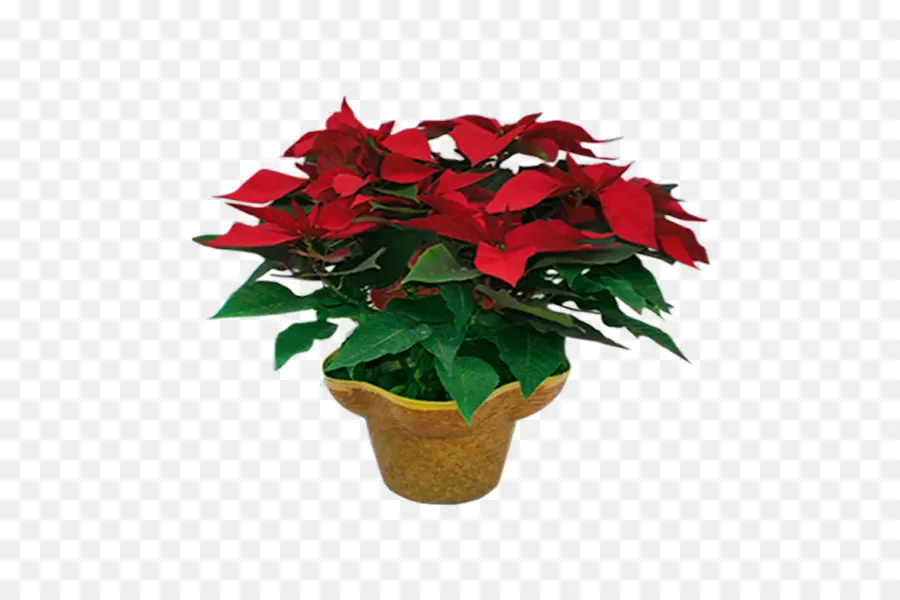 Fleur，Poinsettia PNG