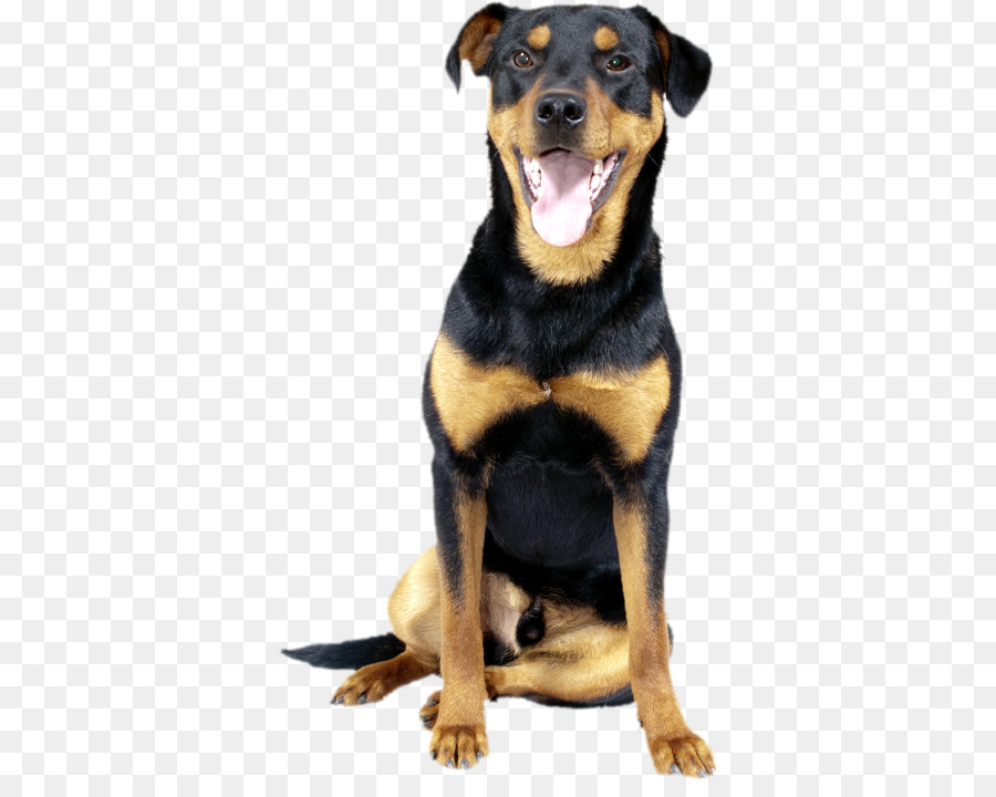Chien，Rottweiler PNG