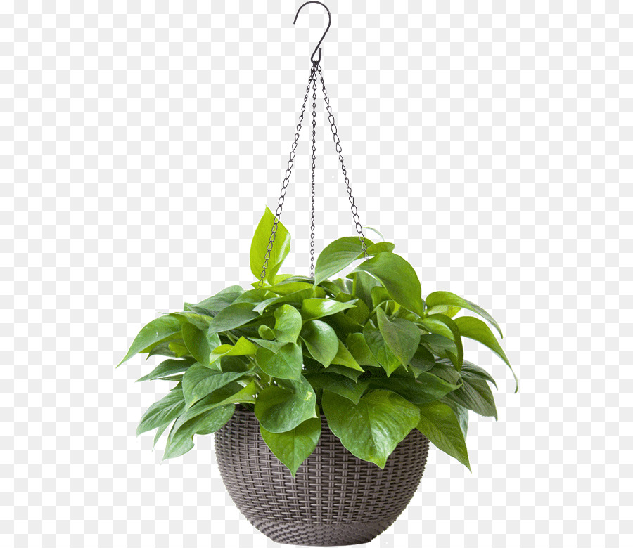 Plante Verte Suspendue，Feuilles PNG