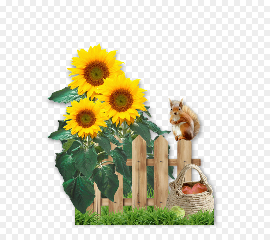 Tournesols Et écureuils，Tournesols PNG