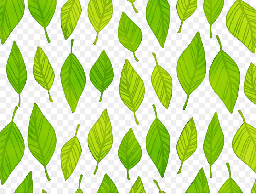 Feuille，Vert PNG