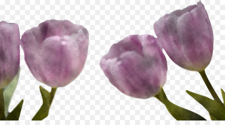 Tulipe，Usine PNG