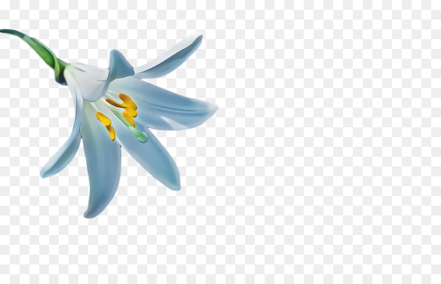 Blanc，Fleur PNG