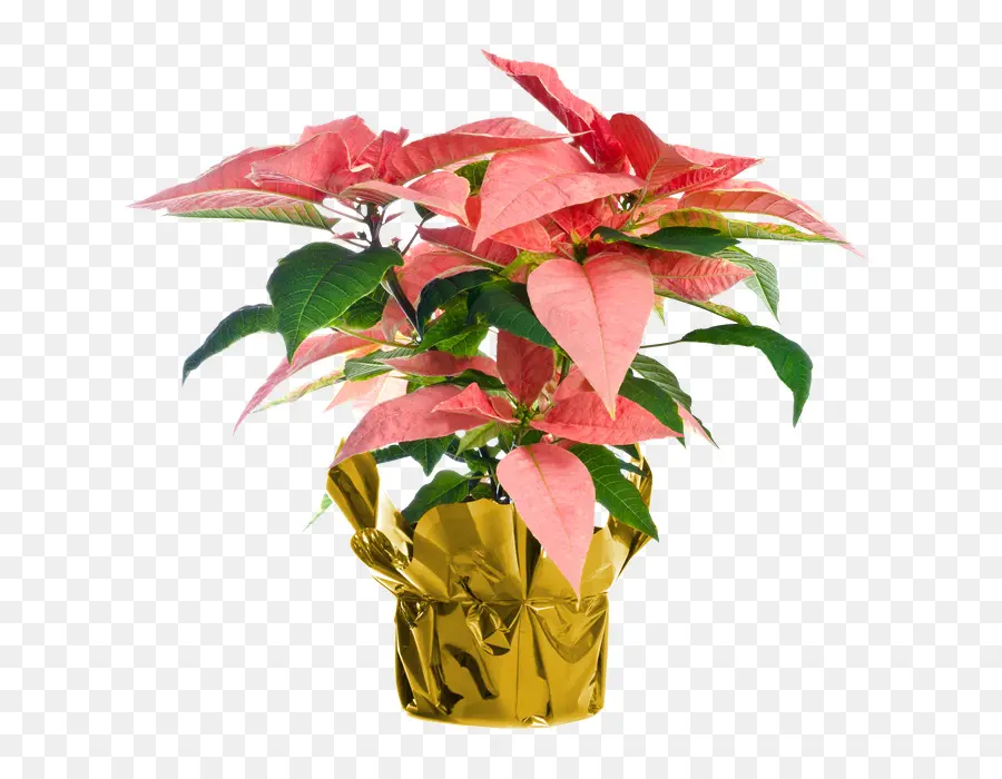 Poinsettia，Fleur PNG